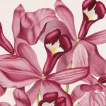 54-CATTLEYA-1
