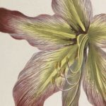 55-AMARYLLIS-1