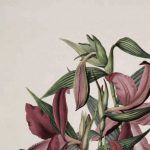 56-SOBRALIA-1