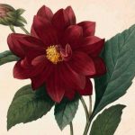 57-DAHLIA-1