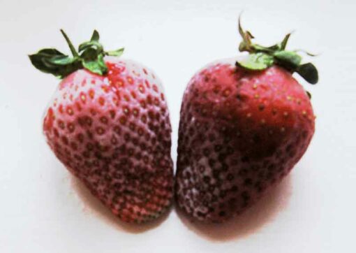 Herz Erdbeeren 1
