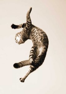 103-DANCING-CAT