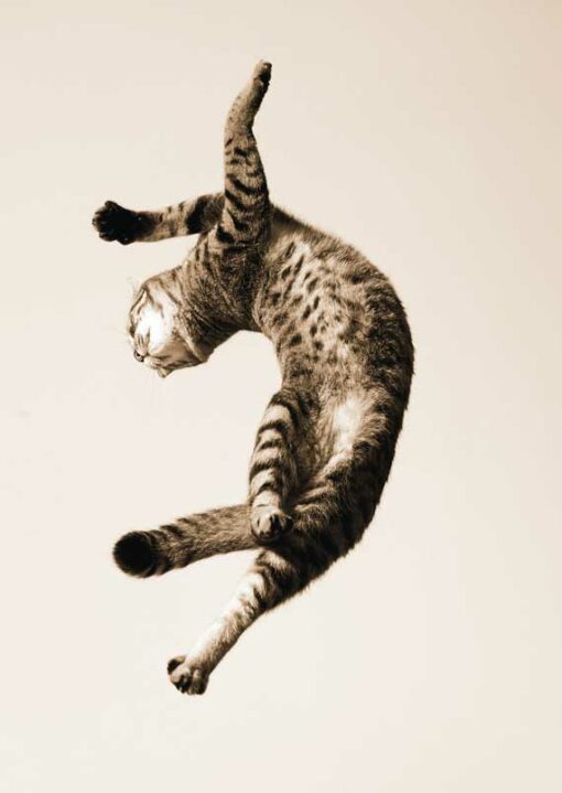 Dancing Cat 1