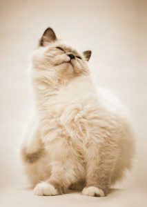Postkarte Bashful Cat