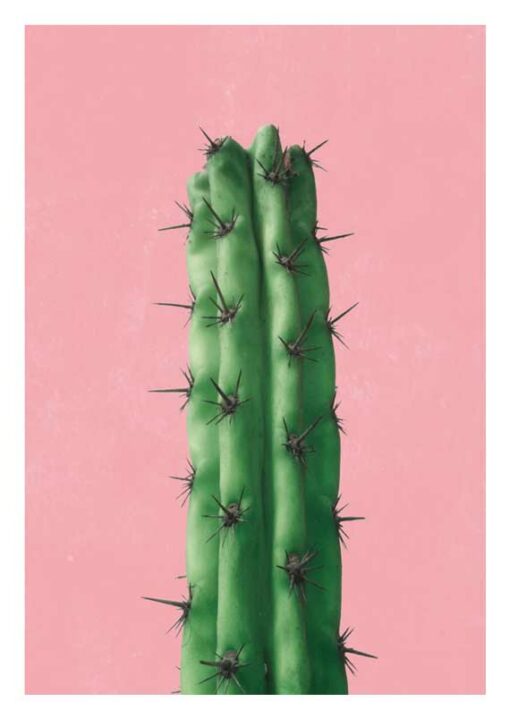 Cactus en Rose 1
