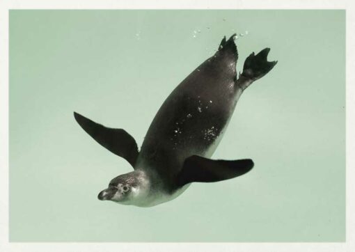 Postkarte Pingu Pinguin