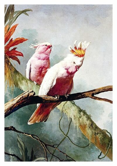 Postkarte Kakadu One