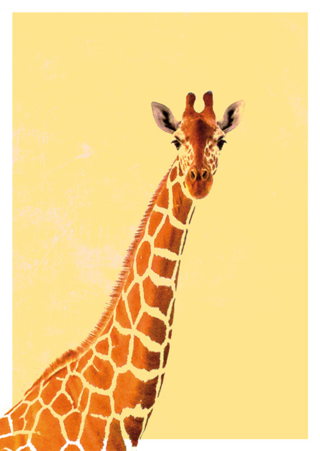 Postkarte - Giraffe 1