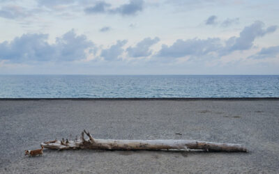 Neue Postkarte von Michael Scherer – Strandgut