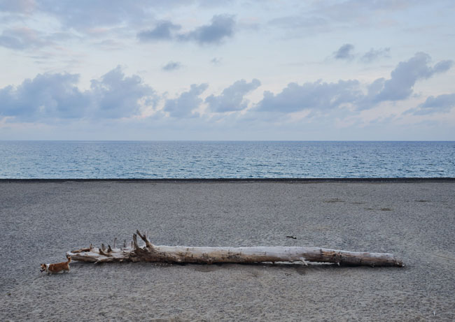 Neue Postkarte von Michael Scherer – Strandgut