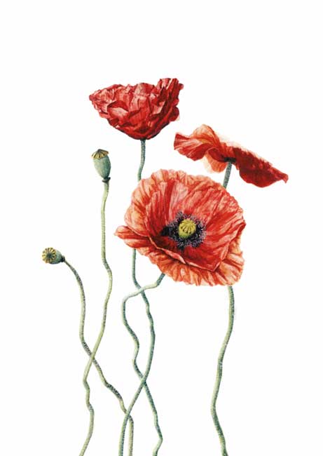 Postkarte Mohn