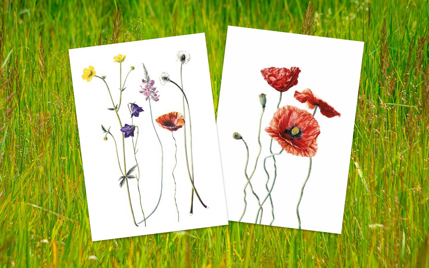 Zwei Sommerblumen-Postkarten von Silvana Wölfle